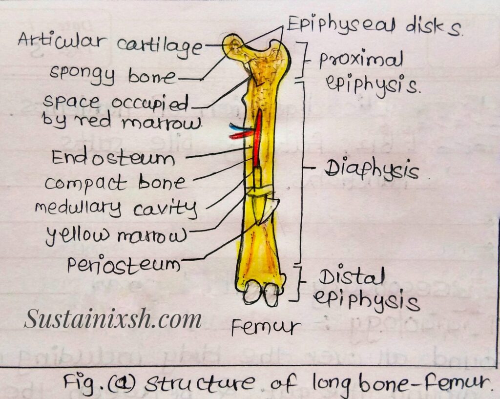 Histology-of-lymphoid-organs-Ileum-Formed-by-three-layers