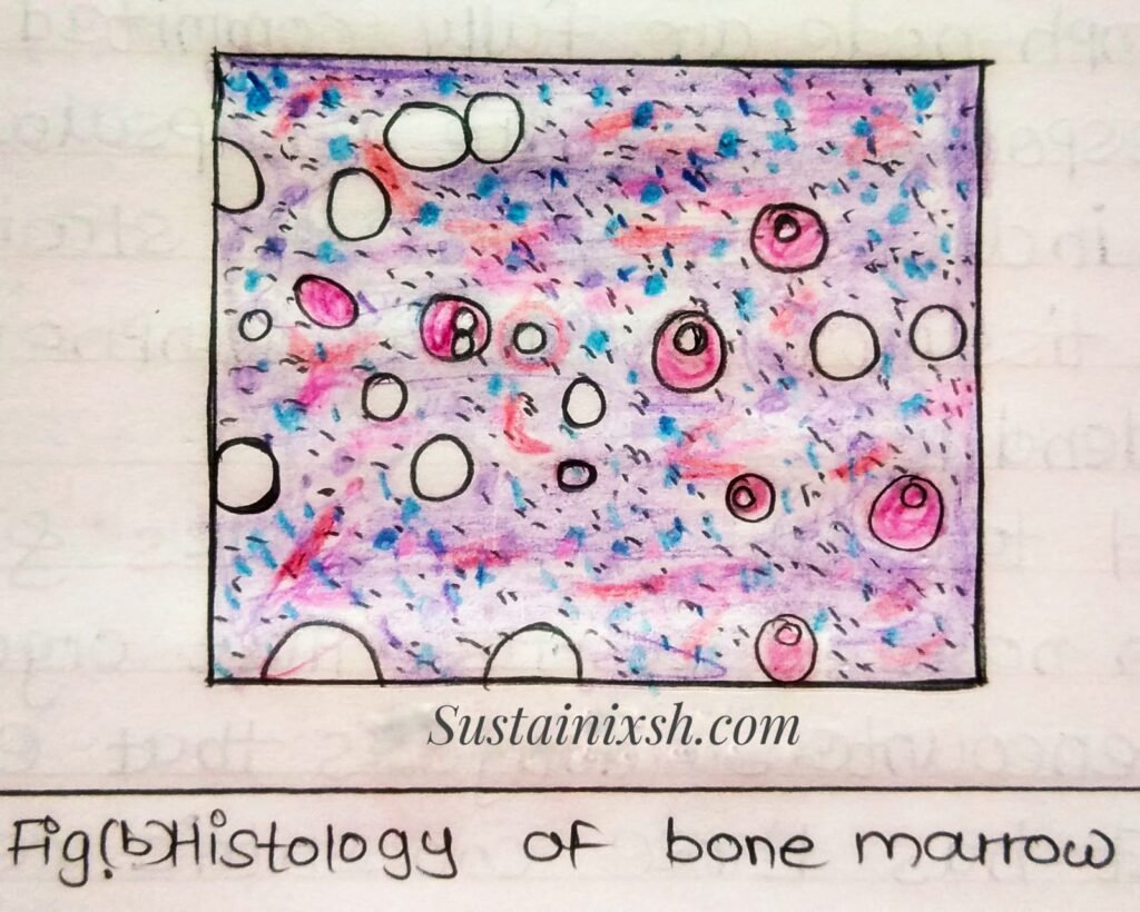 Histology-of-lymphoid-organs-Ileum-Formed-by-three-layers