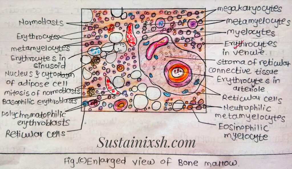 Histology-of-lymphoid-organs-Ileum-Formed-by-three-layers