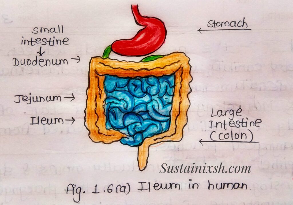 Histology-of-lymphoid-organs-Ileum-Formed-by-three-layers