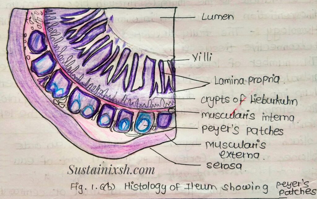 Histology-of-lymphoid-organs-Ileum-Formed-by-three-layers