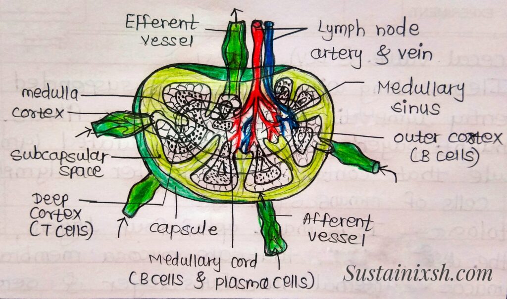 Histology-of-lymphoid-organs-Ileum-Formed-by-three-layers