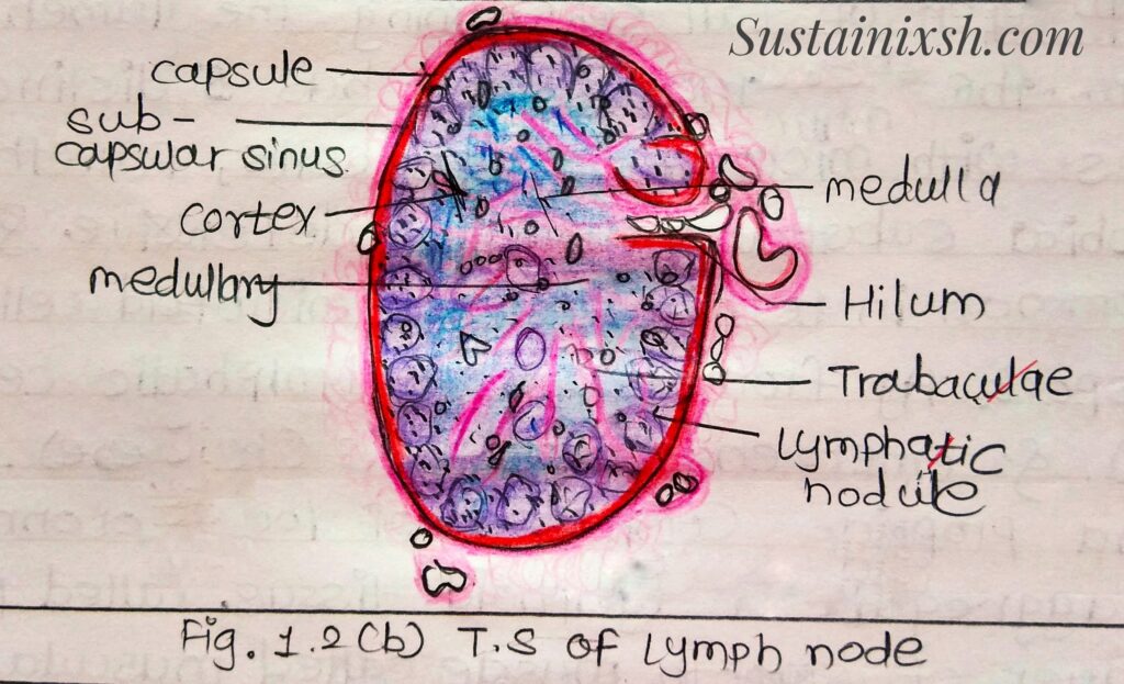 Histology-of-lymphoid-organs-Ileum-Formed-by-three-layers