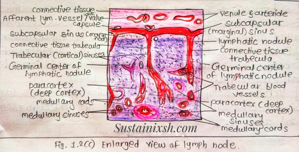 Histology-of-lymphoid-organs-Ileum-Formed-by-three-layers