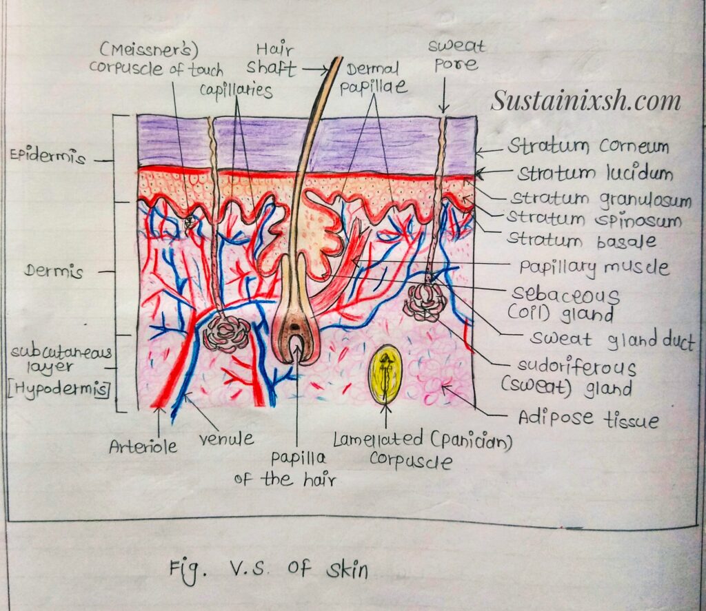 Histology-of-lymphoid-organs-Skin-vs-of-skin-secondary-Lymphoid-organ