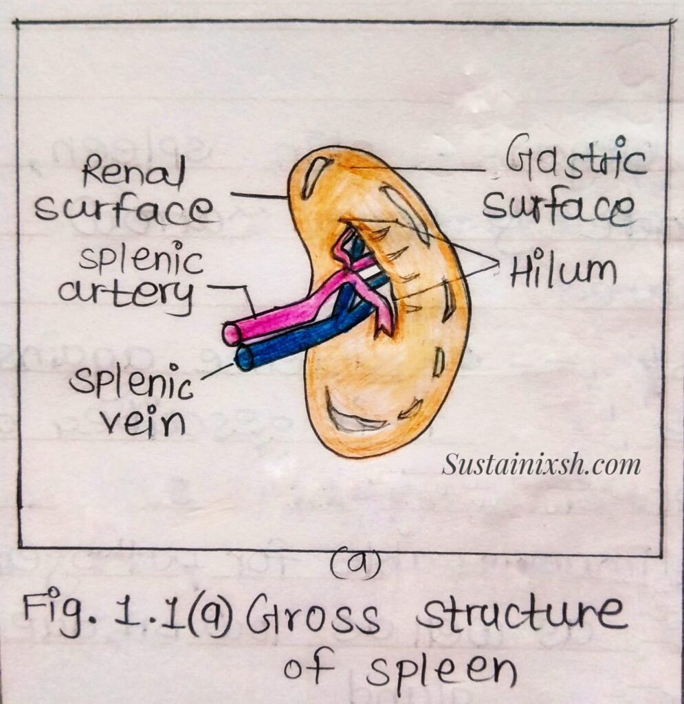 Histology-of-lymphoid-organs-Spleen-secondary-Lymphoid-organ