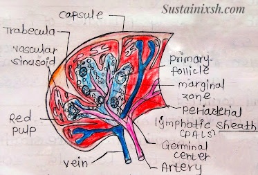 Histology-of-lymphoid-organs-Spleen-secondary-Lymphoid-organ