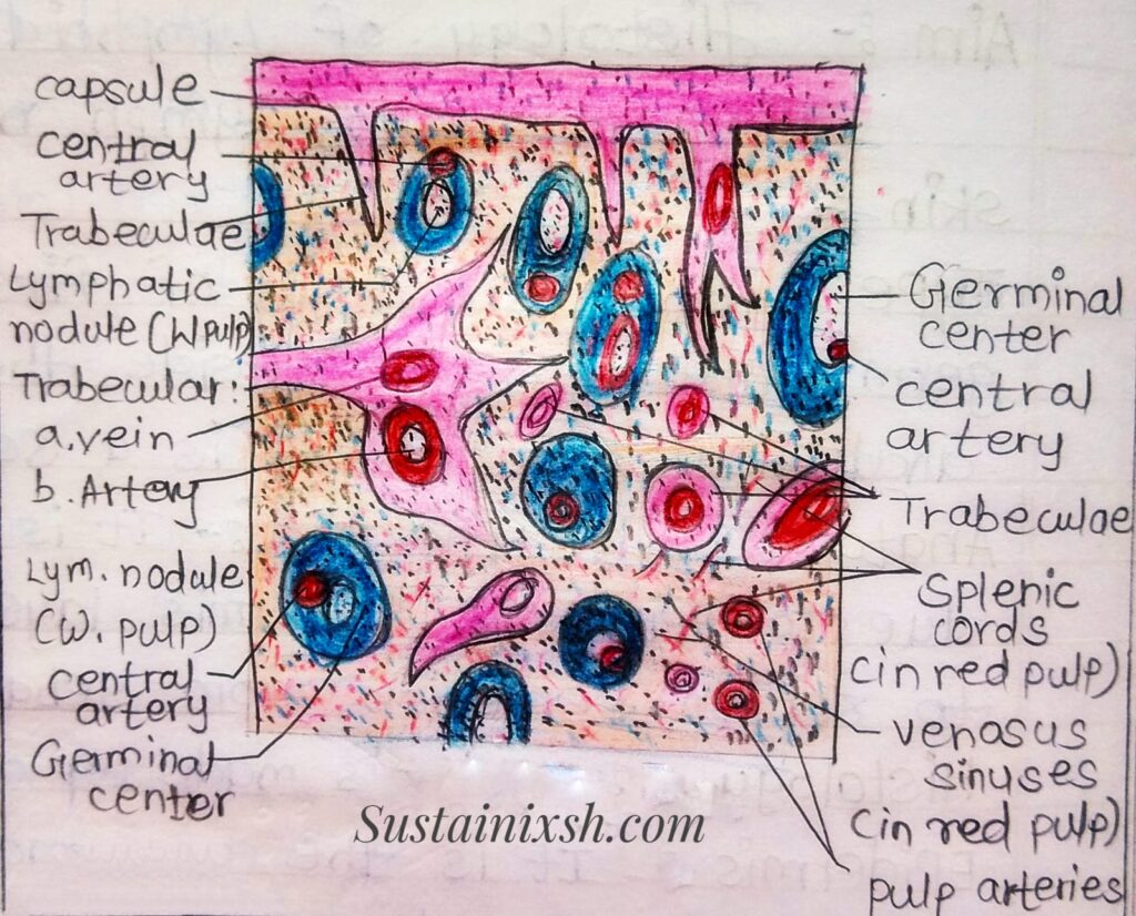 Histology-of-lymphoid-organs-Spleen-secondary-Lymphoid-organ