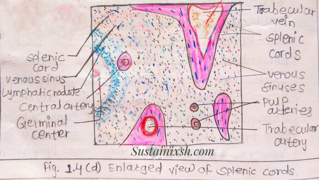 Histology-of-lymphoid-organs-Spleen-secondary-Lymphoid-organ