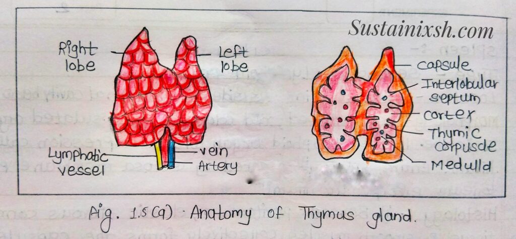 Histology-of-lymphoid-organs-Thymus-primary-lymphoid-organ