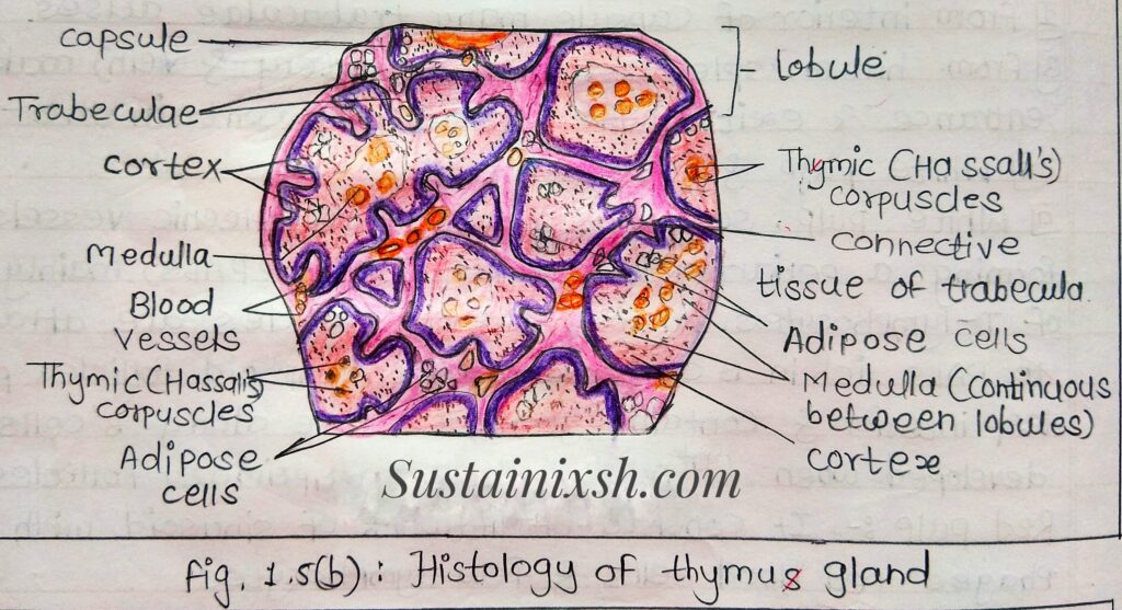 Histology-of-lymphoid-organs-Thymus-primary-lymphoid-organ