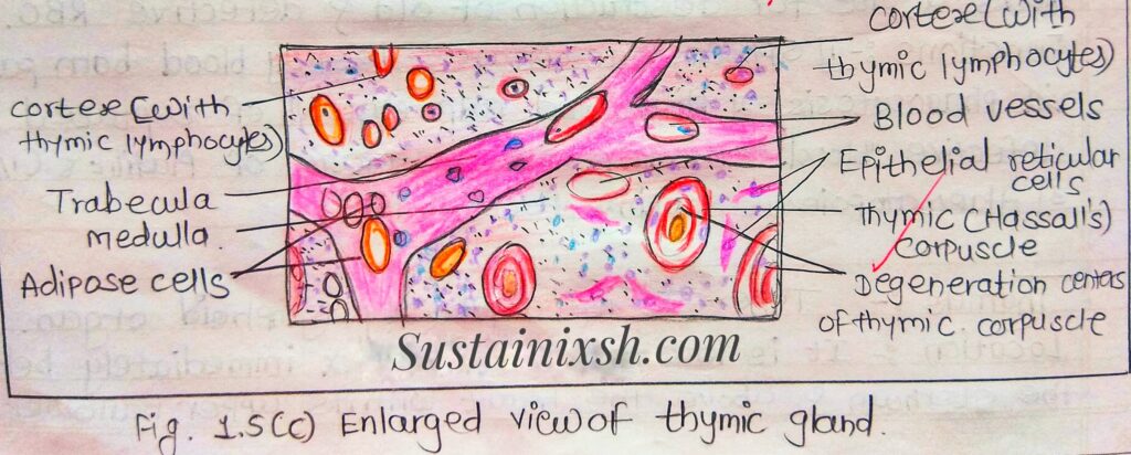 Histology-of-lymphoid-organs-Thymus-primary-lymphoid-organ