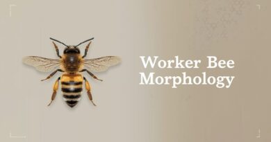 Study-of-Worker-Bee-Morphology