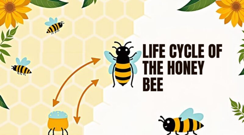 Study-of-the-life-cycle-of-the-Honey-bee