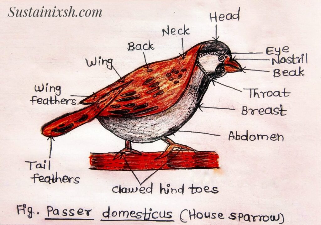To-study-the-classification-of-Class-Aves-Sparrow-Crow-Parrot-Woodpecker
